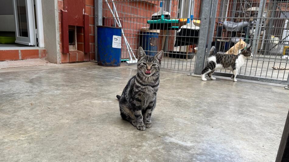 Katze im Tierheim Hodenhagen.