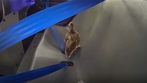 Polizist holt sture Ente aus Supermarkt in Texas