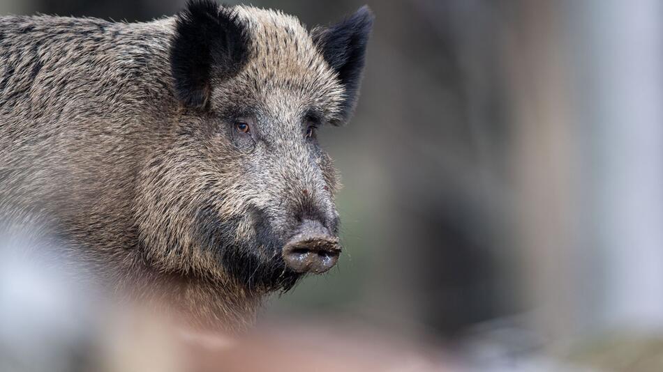 Afrikanische Schweinepest in Deutschland angekommen