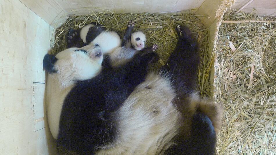 Panda-Zwillinge, Tiergarten Schönbrunn