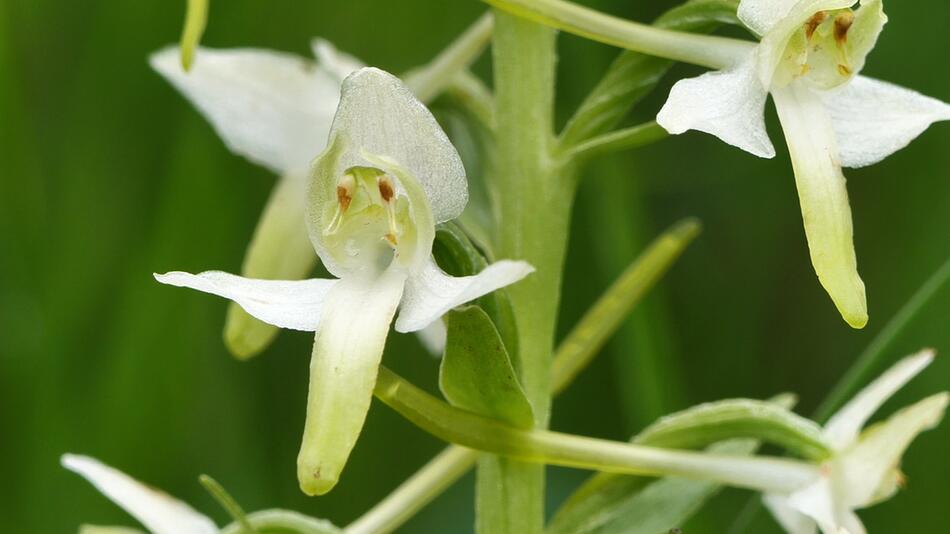 Orchidee des Jahres 2025: Sie lockt nachtaktive Schmetterlinge an