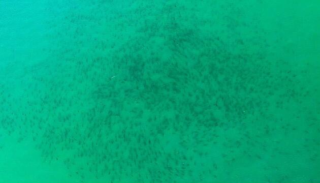 Trübe Aussichten: Tausende Haie schwimmen näher an Floridas Strände heran