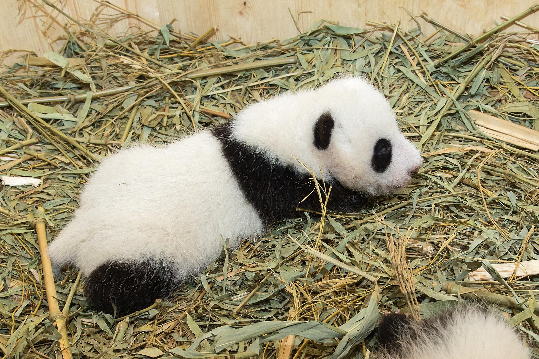panda informationen panda informationen