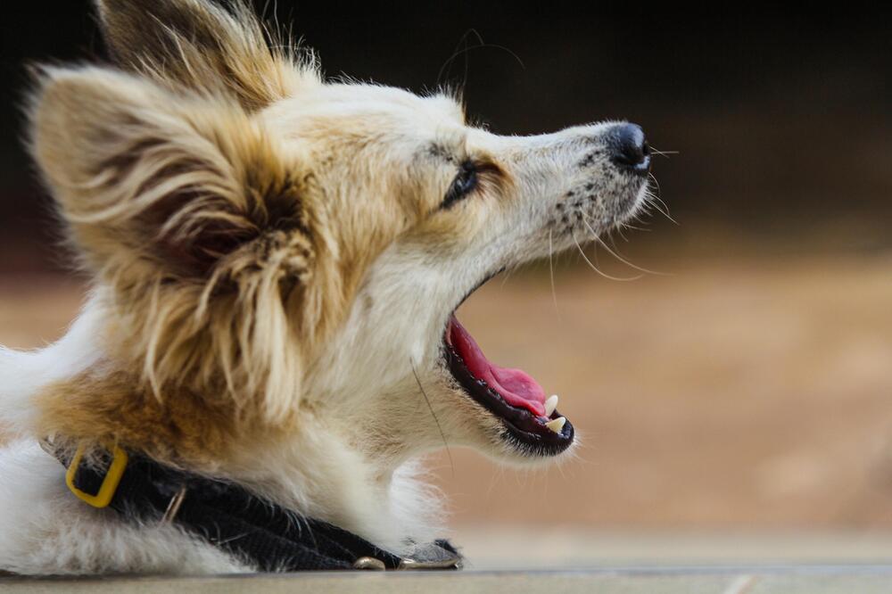 Ist Dein Hund bloß müde, wenn er gähnt?