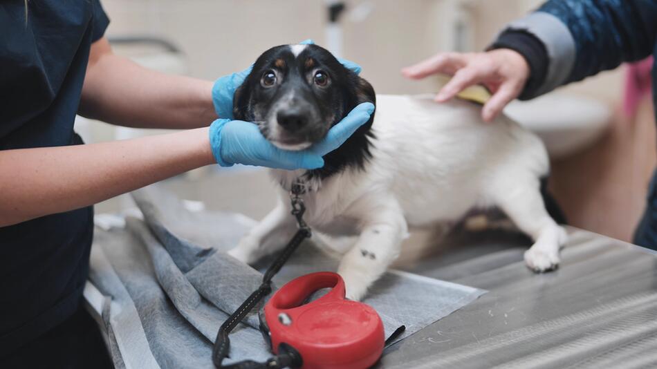 Frühlingsgefahr: Diese Blumen sind giftig für Hunde