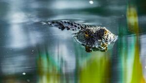 Alligator