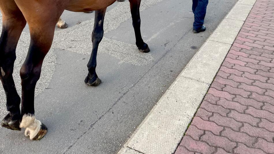 Freilaufendes Pferd an Bahnstrecke löst Polizeieinsatz aus