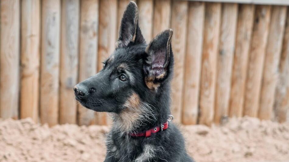 Schäferhundmix Toníy ist gehbehindert.