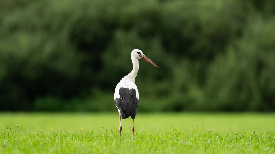 Storch