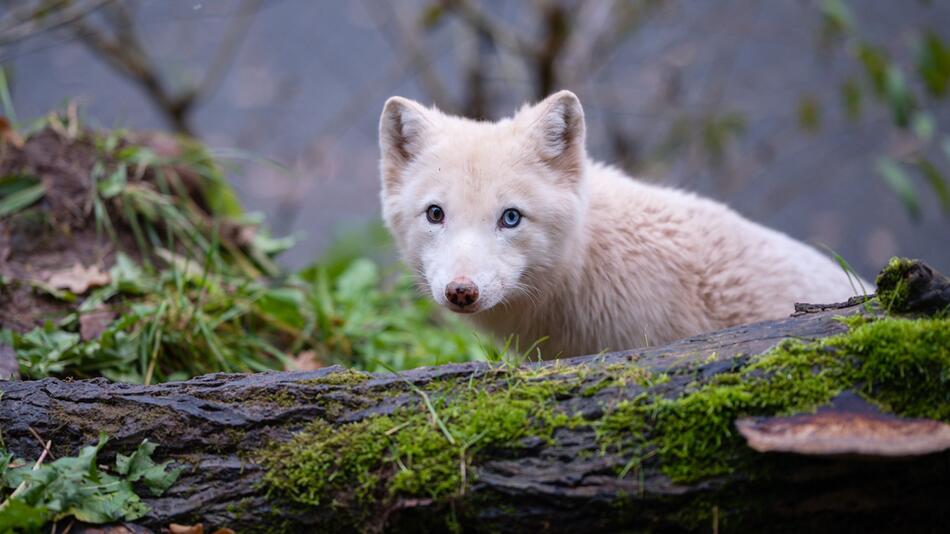 Polarfuchs Wukk in der TIERART Wildtierstation