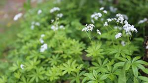 Waldmeister (Galium odoratum) blüht in einem Garten