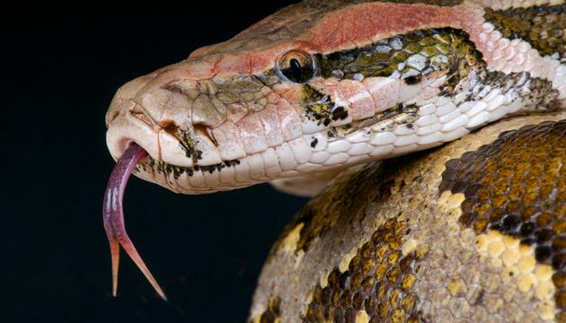 Tigerpython