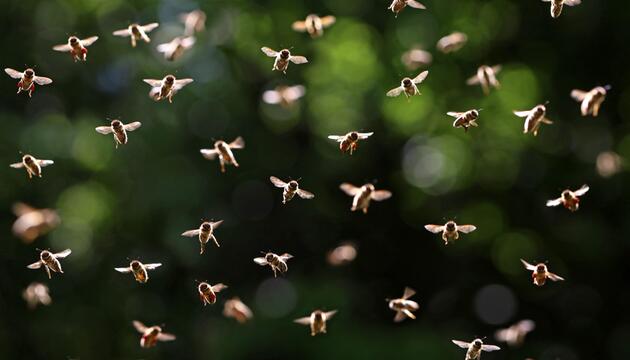 Bienenschwarm