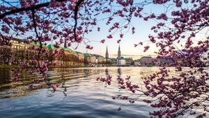 Kirschblüten Hamburg