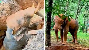 Zehn Stunden im Brunnen: Wilder Elefant nach zähem Rettungseinsatz in Indien befreit