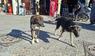 Straßenhunde in Marokko