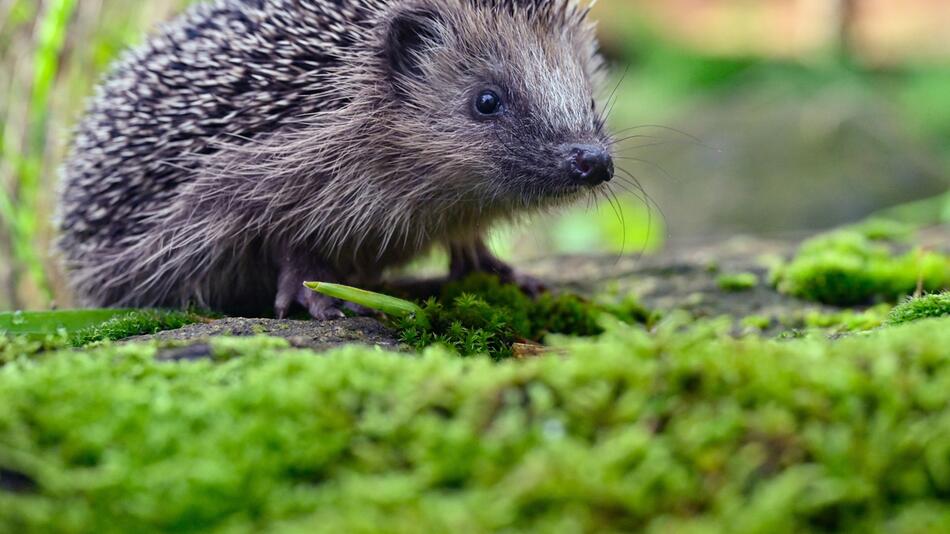 Igel