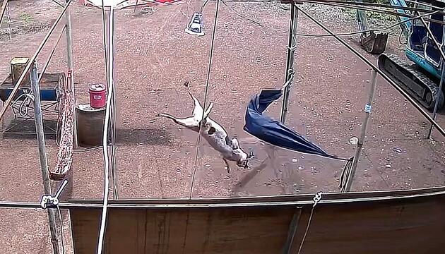 Vierbeiner hebt ab – Hund rennt mit Vollgas in Hängematte