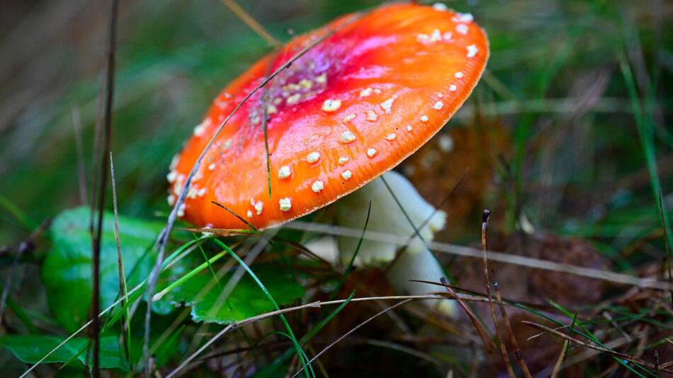 Gummibärchen mit Fliegenpilz-Gift auch in Wetzlar verkauft