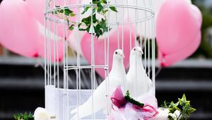 Weiße Tauben für Hochzeit