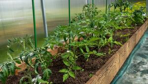 Tomaten brauchen Platz