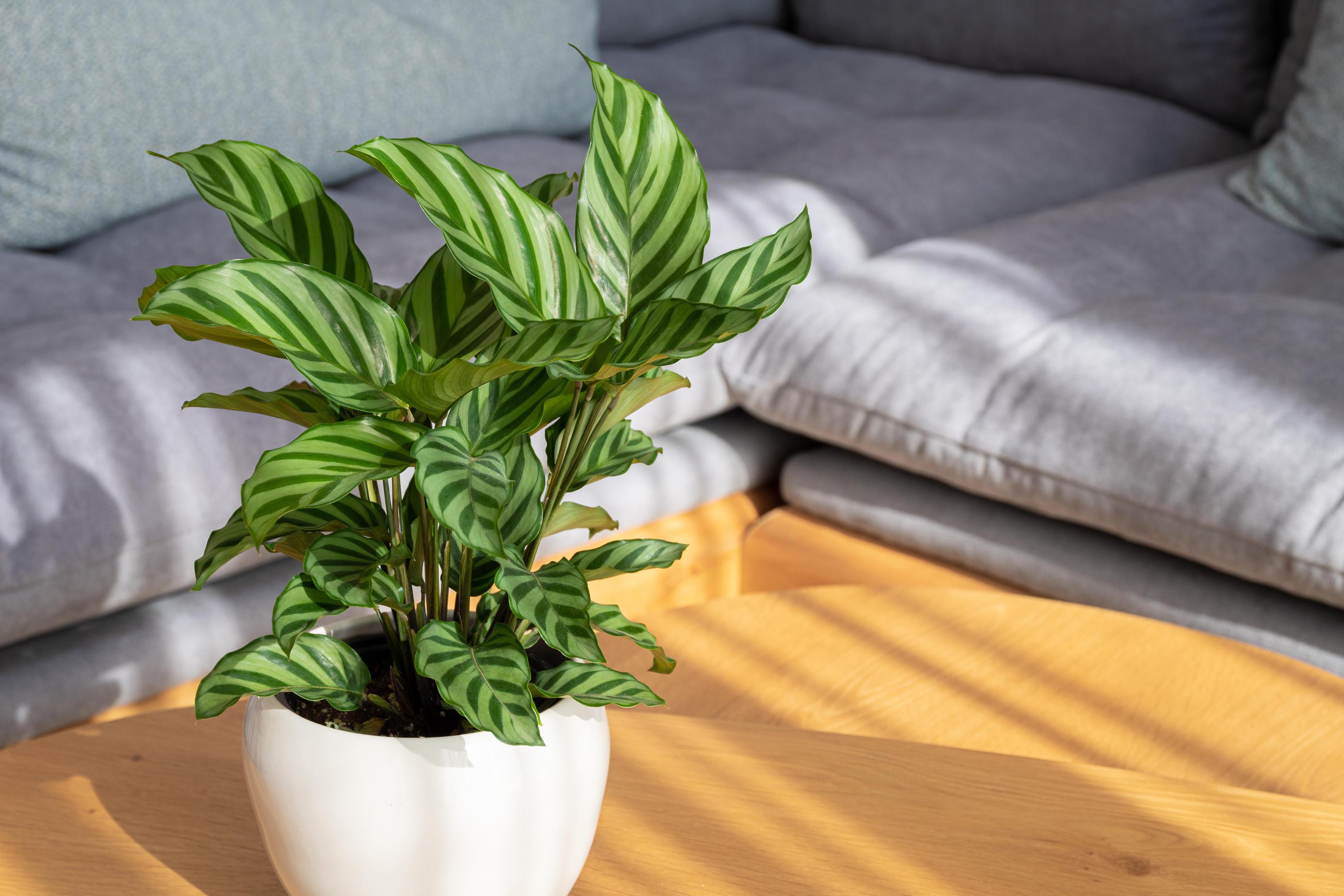 monstera mint Monstera Mint No ID – Greenspaces.id main image 0