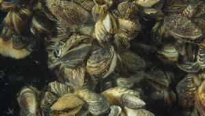 Quagga-Muscheln nah aufeinenander. 