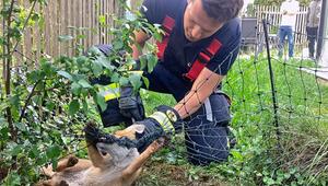 Feuerwehr rettet Fuchs aus Zaun