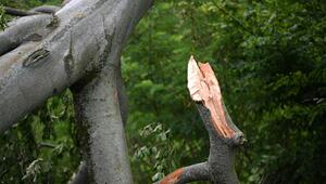 Der abgebrochener Ast eines Baumes