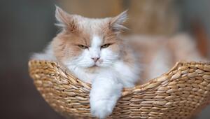 Katze, Korb