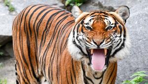 Indochinesischer Tiger