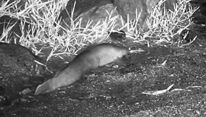 Landgang: Welse verlassen zur Nahrungssuche das Wasser