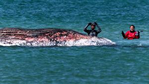 Toter Wal vor dänischer Insel Anholt entdeckt