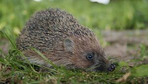 Warum man Igel nicht anfassen sollte