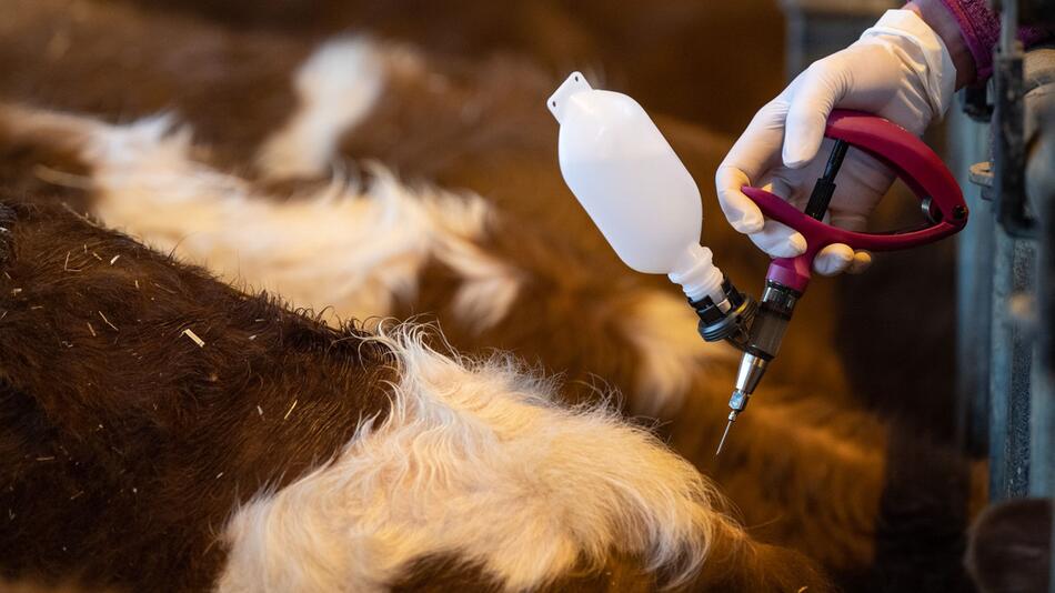 Frühere Impfung gegen Blauzungenkrankheit bei Rindern