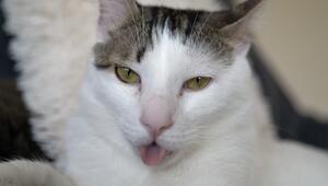 Katze hechelt