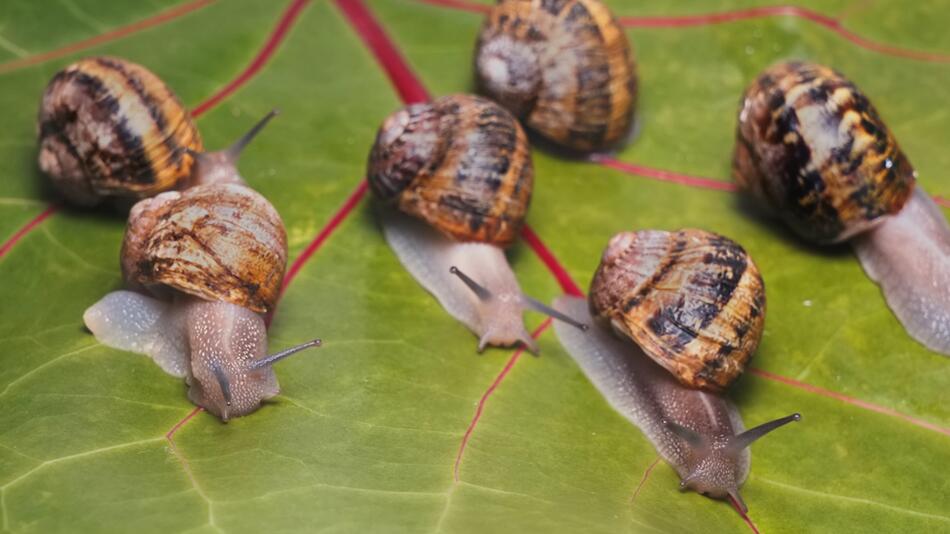 Bis zu 65.000 Euro Bußgeld: Achtung! Wer diese Schnecken tötet, riskiert teure Strafen