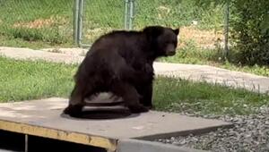 Schwarzbär aus Gully gerettet