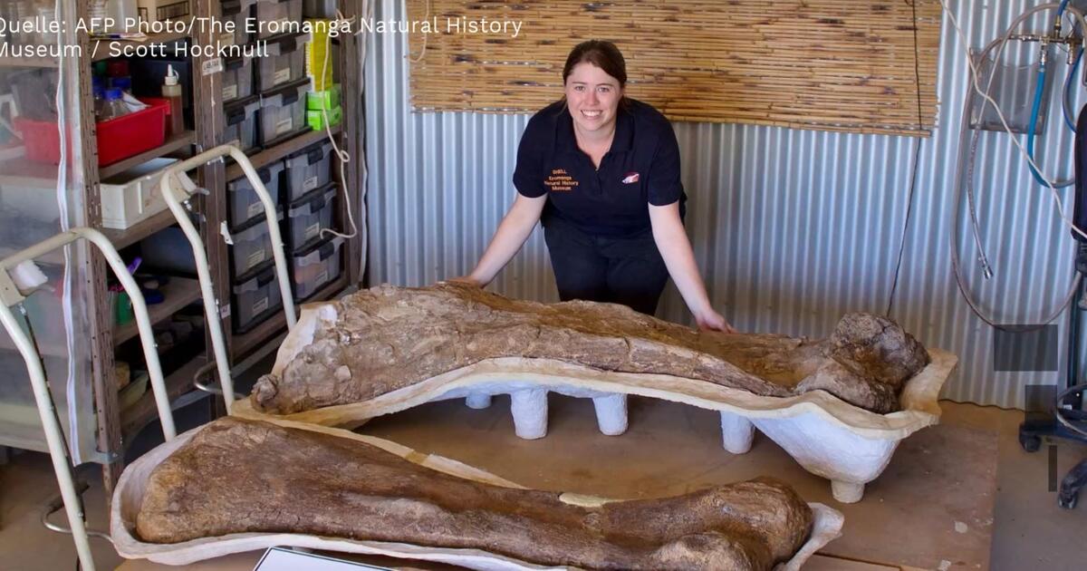 Australotitan cooperensis: Rekordverdächtiger Koloss - Video | WEB.DE