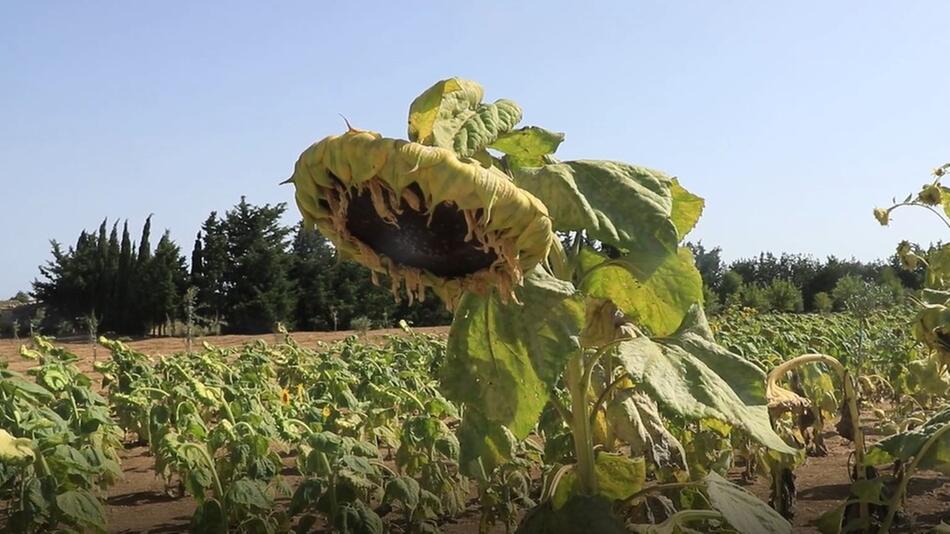 Vertrocknete Sonnenblume auf Mallorca