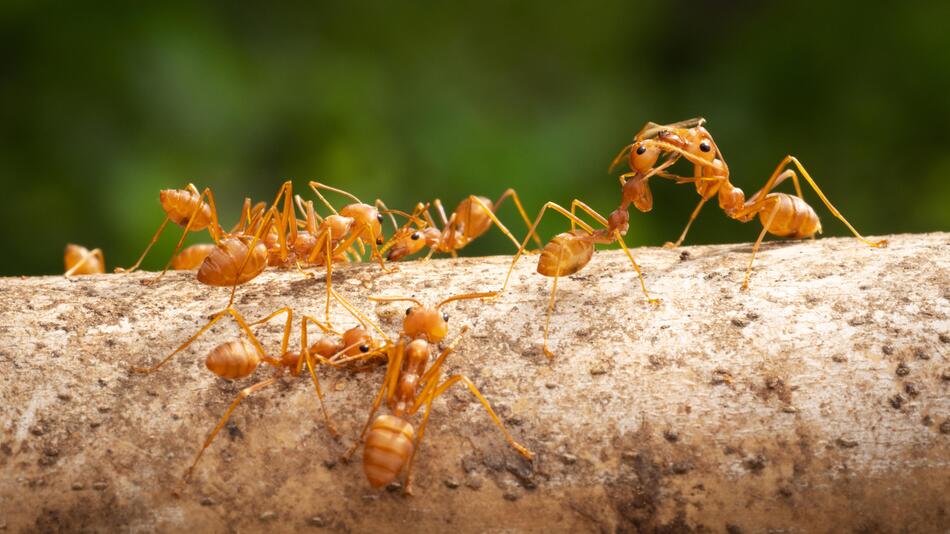 Rote Feuerameise, Invasion, Invasive Arten, Tiere