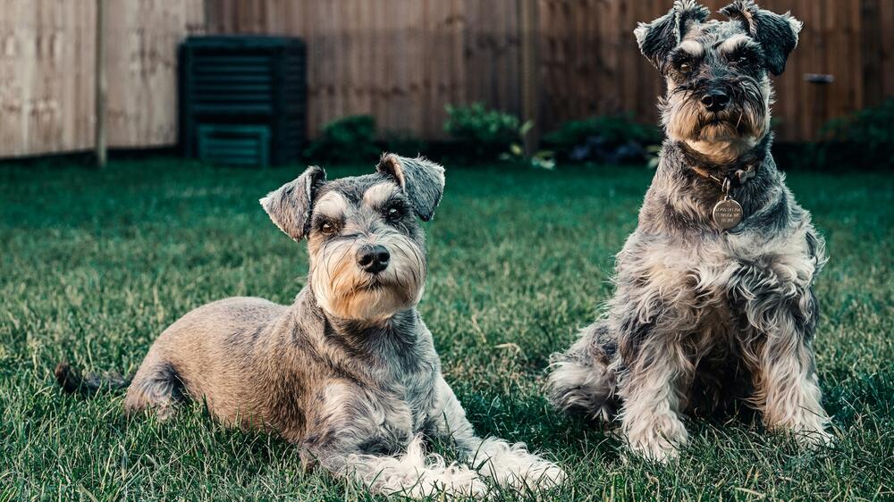 Schnauzer sind allergikerfreundlich.