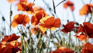 blumen selbstaussäend selbstaussäer