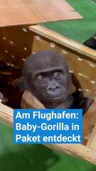 Am Flughafen: Baby-Gorilla in Paket entdeckt