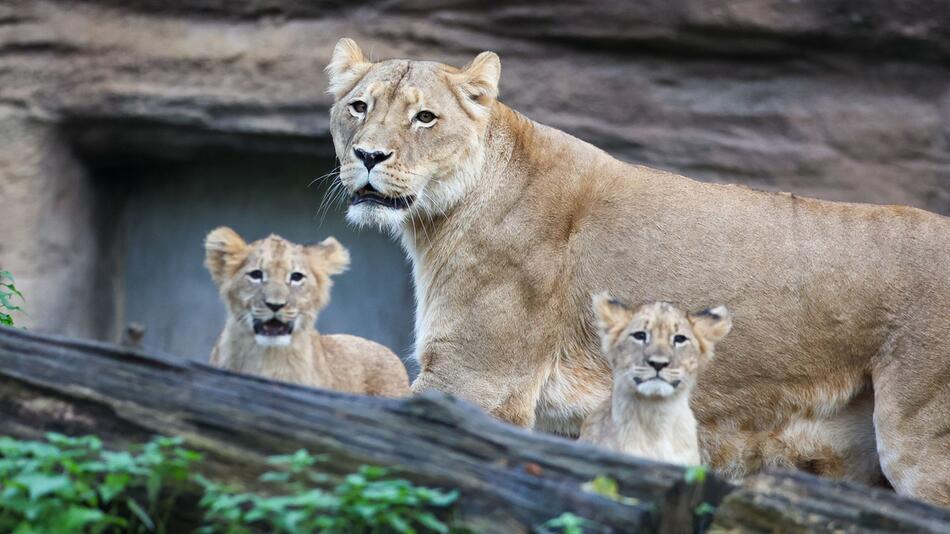 Löwenbabys im Leipziger Zoo