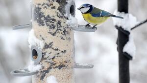 Vogelfütterung im Winter