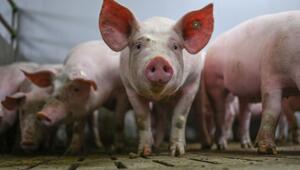 Schweinemast