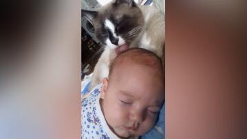 Katze, Baby, Pflege