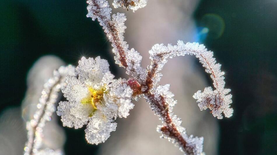 Wie kann man Pflanzen nach Frostschäden retten?