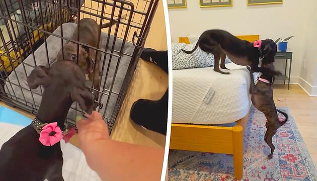 Wiedervereint: Hundegeschwister können ihr Glück kaum fassen